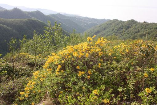  Giresun’da İlkbahar Bir Başka Güzel